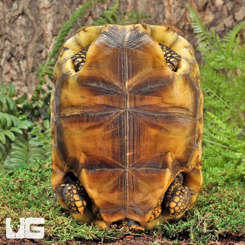 Starburst Amazon Basin Yellowfoot Tortoise - Image 3