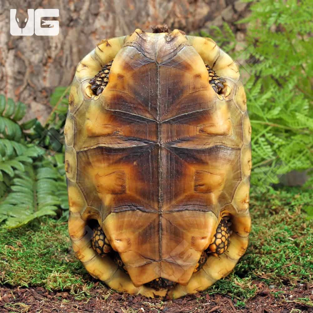 Sub-Adult Amazon Basin Yellowfoot Tortoise - Image 4