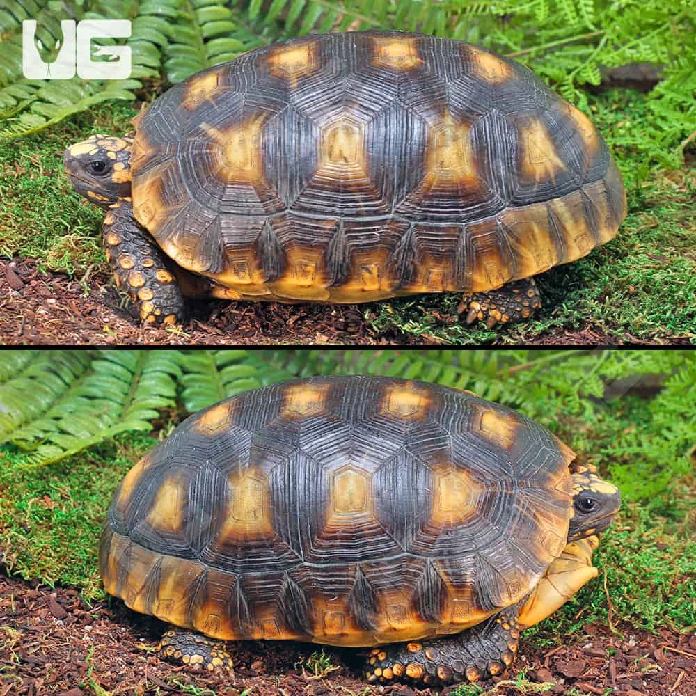 Sub-Adult Amazon Basin Yellowfoot Tortoise - Image 3
