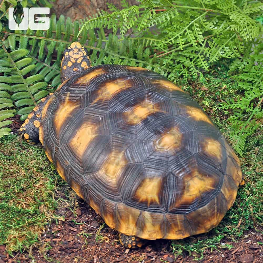 Sub-Adult Amazon Basin Yellowfoot Tortoise - Image 2