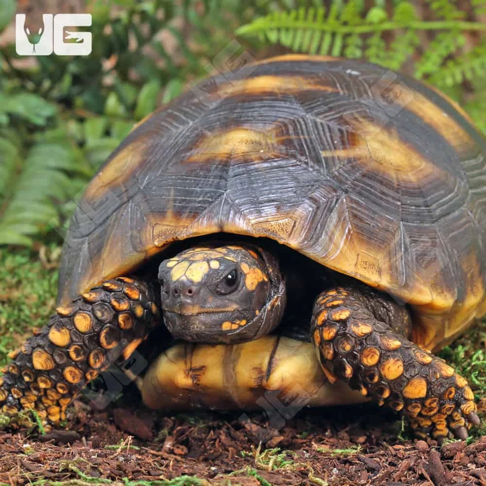 Sub-Adult Amazon Basin Yellowfoot Tortoise