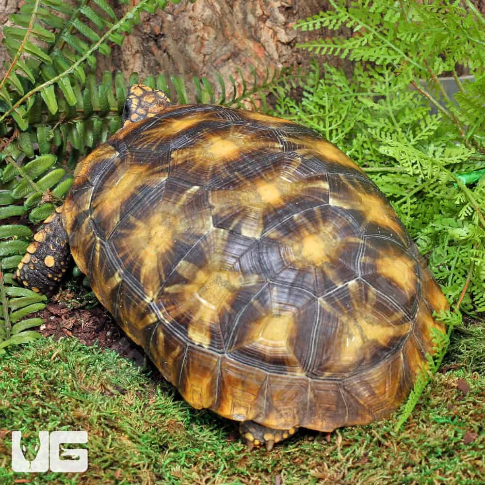 Starburst Amazon Basin Yellowfoot Tortoise - Image 4