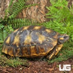 Starburst Amazon Basin Yellowfoot Tortoise