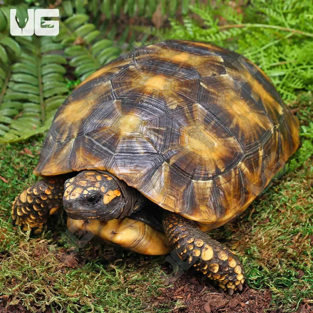 Starburst Amazon Basin Yellowfoot Tortoise - Image 2