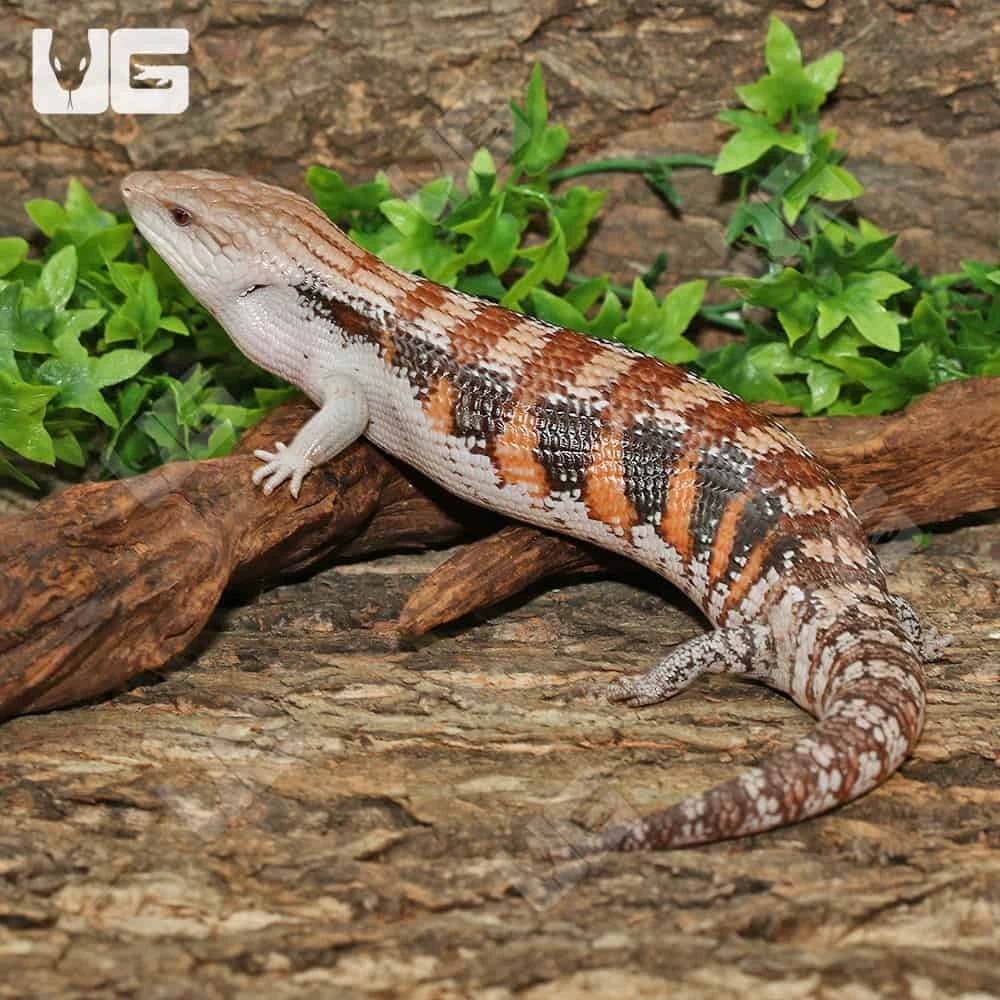 Sub Adult Northern Blue Tongue Skink #1 - Image 4