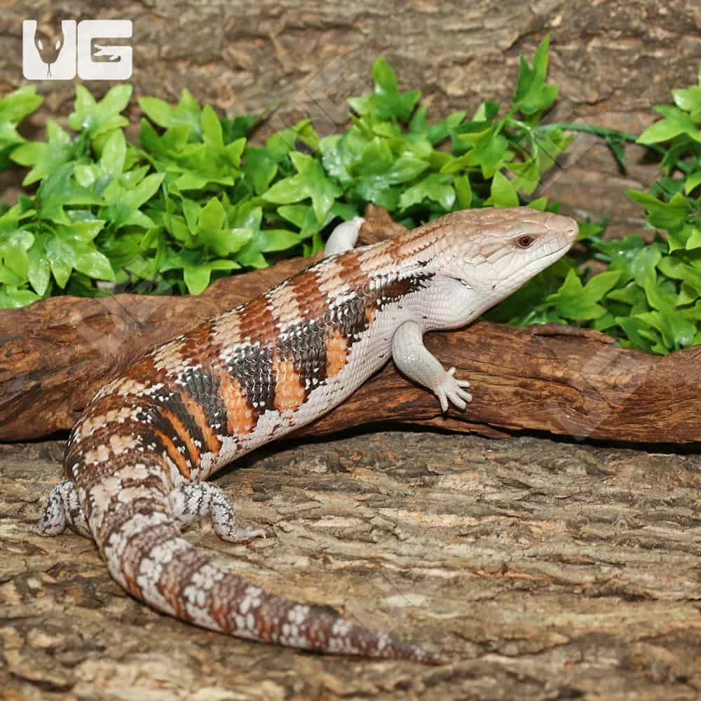 Sub Adult Northern Blue Tongue Skink #1