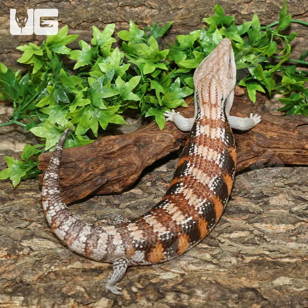 Sub Adult Northern Blue Tongue Skink #1 - Image 3