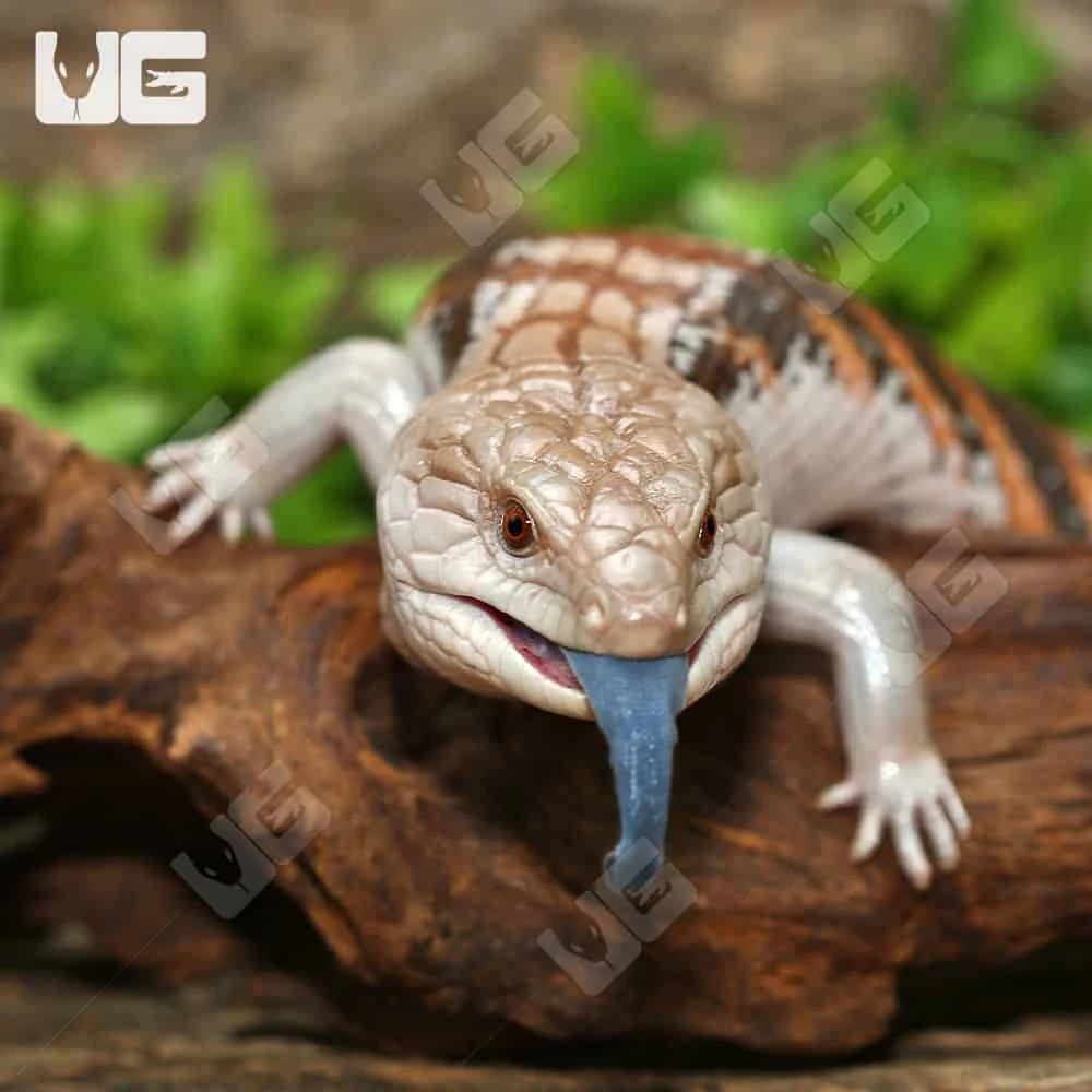 Sub Adult Northern Blue Tongue Skink #1 - Image 2