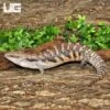 Adult Northern Blue Tongue Skink