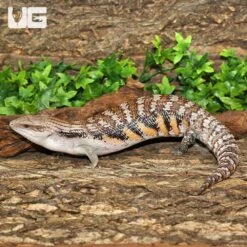 Adult Northern Blue Tongue Skink