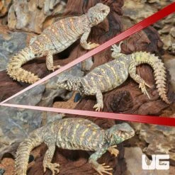 Adult Ornate Uromastyx