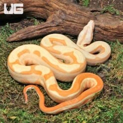Male Super Hypo Sharp Sunglow Arabesque 66% Het RDR BEA 66% Het Anery Boa #B115