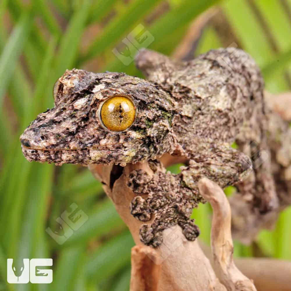 Super Mossy Leaf Tail Gecko - Image 2
