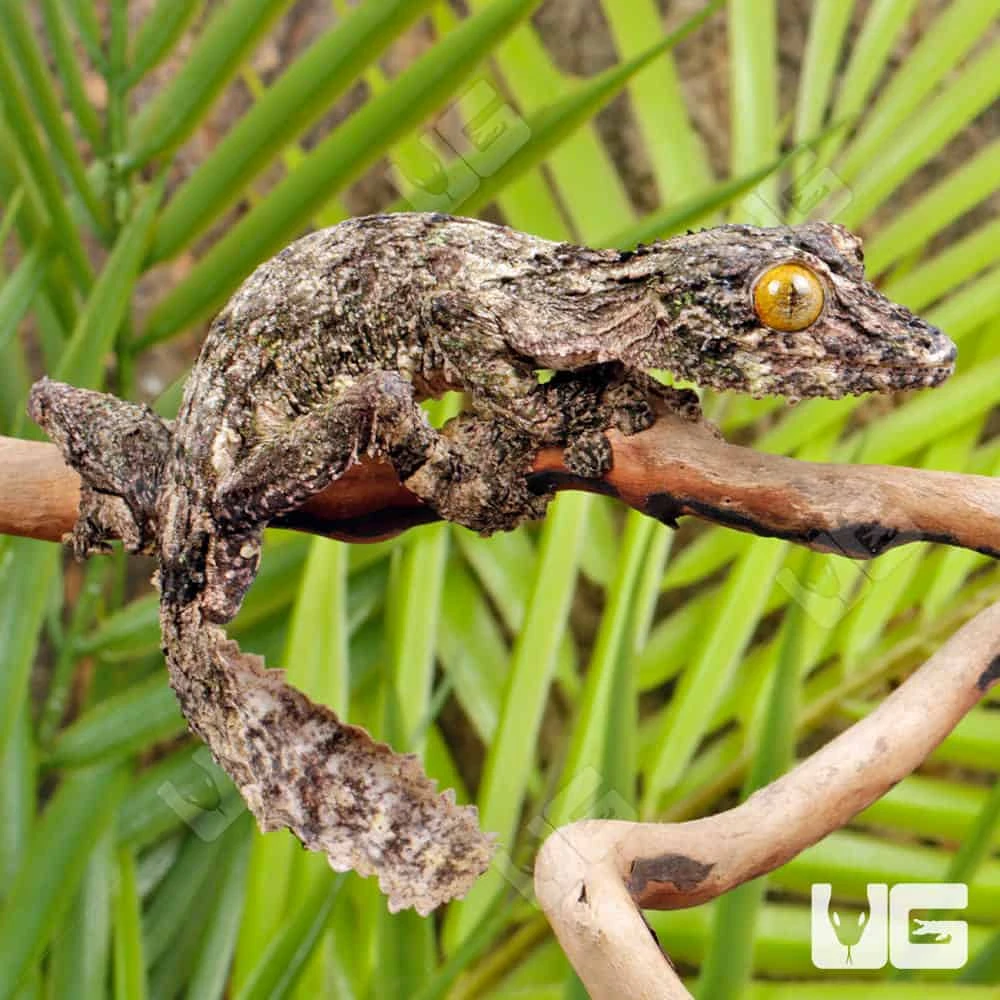 Super Mossy Leaf Tail Gecko - Image 4
