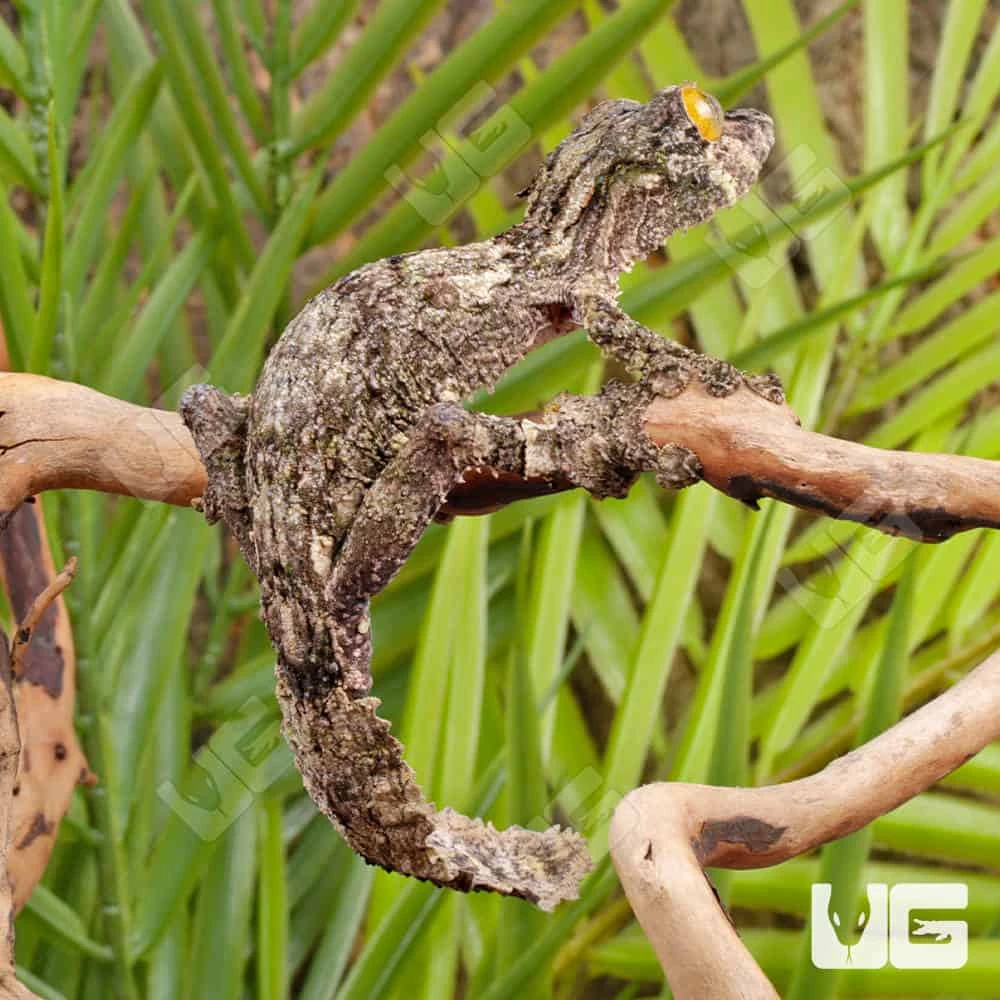 Super Mossy Leaf Tail Gecko - Image 3