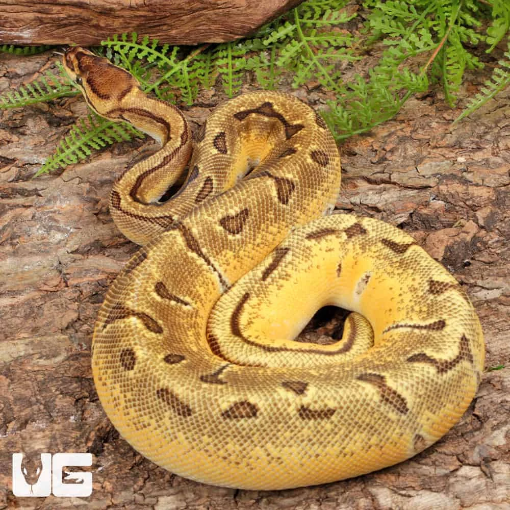 Female Super Orange Dream Enchi Ball Python #A12 - Image 4