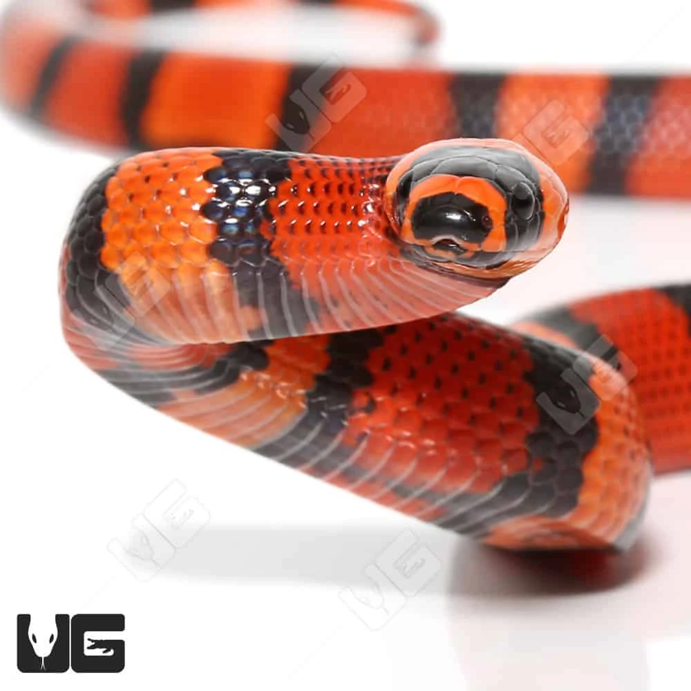 Baby Tangerine Het Albino Hypo Honduran Milksnake - Image 2