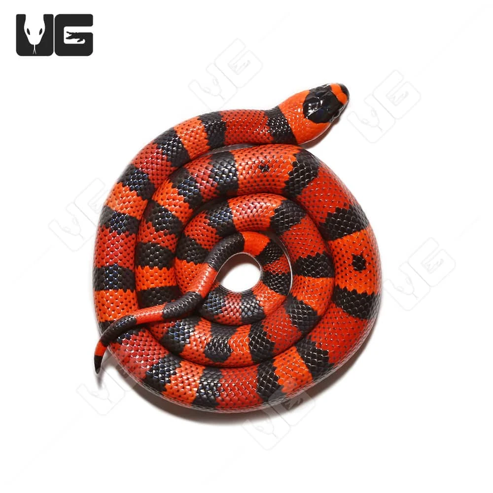 Baby Tangerine Het Albino Hypo Honduran Milksnake