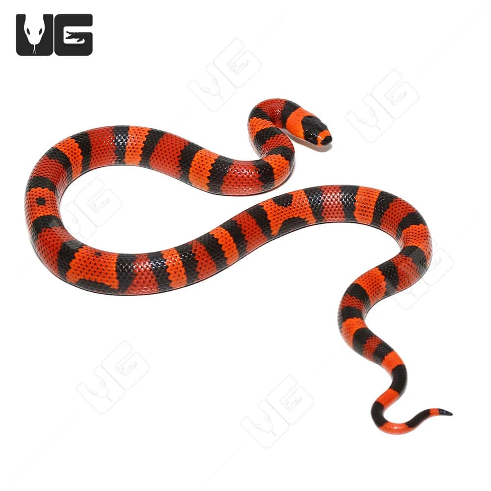 Baby Tangerine Het Albino Hypo Honduran Milksnake - Image 3