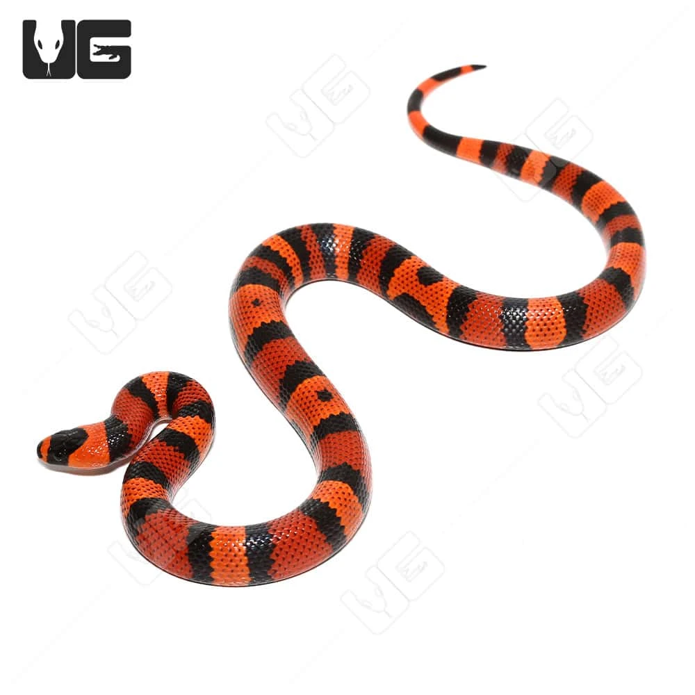 Baby Tangerine Het Albino Hypo Honduran Milksnake - Image 4