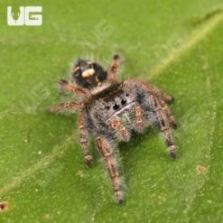 Orange Phase Tennessee Jumping Spider