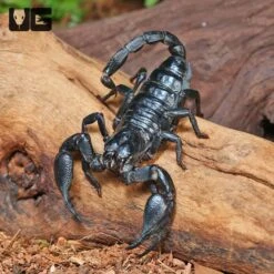Thai Forest Scorpion