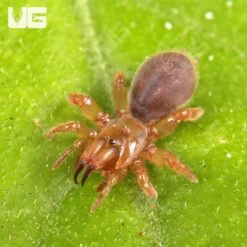 Thai Purse Web Spider (Sling)