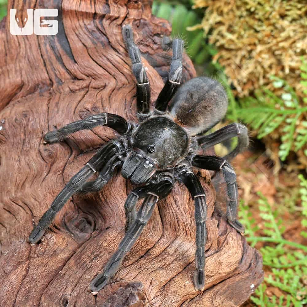 Female Thai Black Tarantula (5 – 6”)