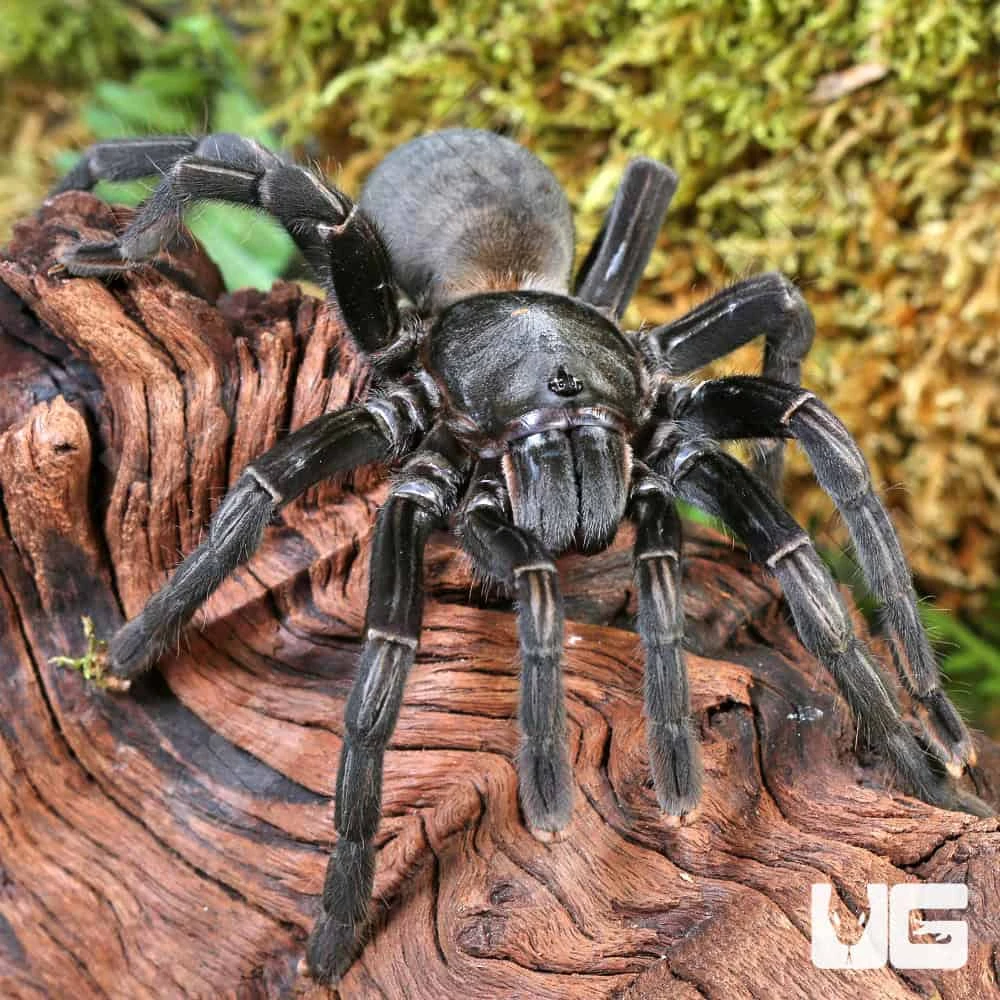Female Thai Black Tarantula (5 – 6”) - Image 2