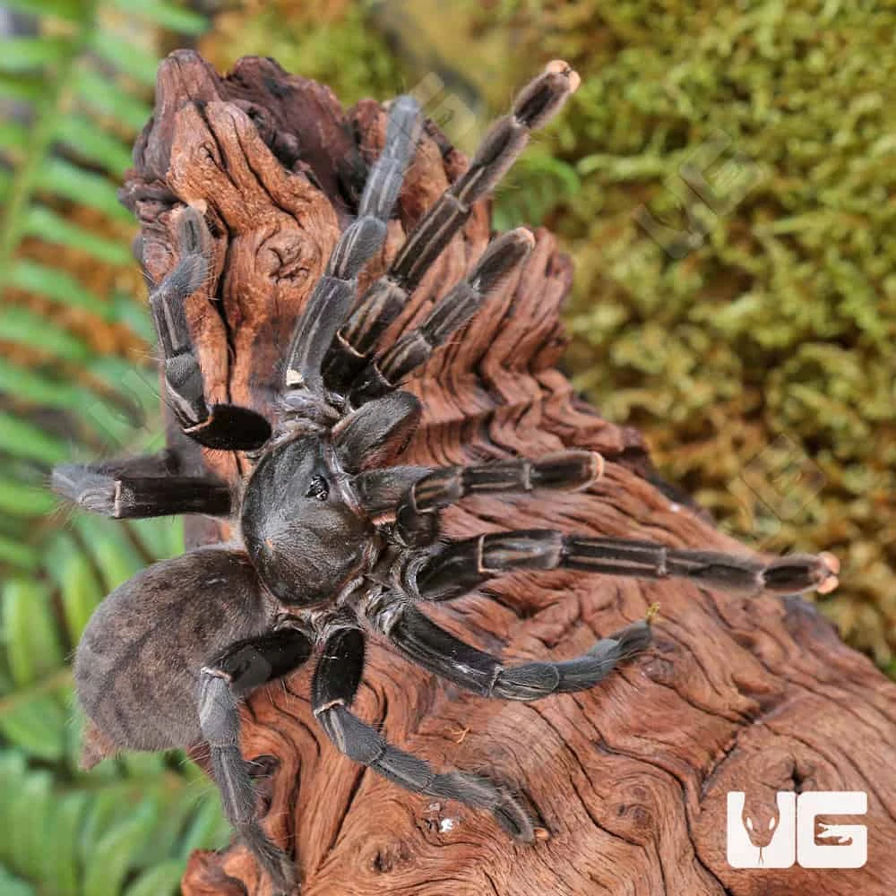 Female Thai Black Tarantula (5 – 6”) - Image 3