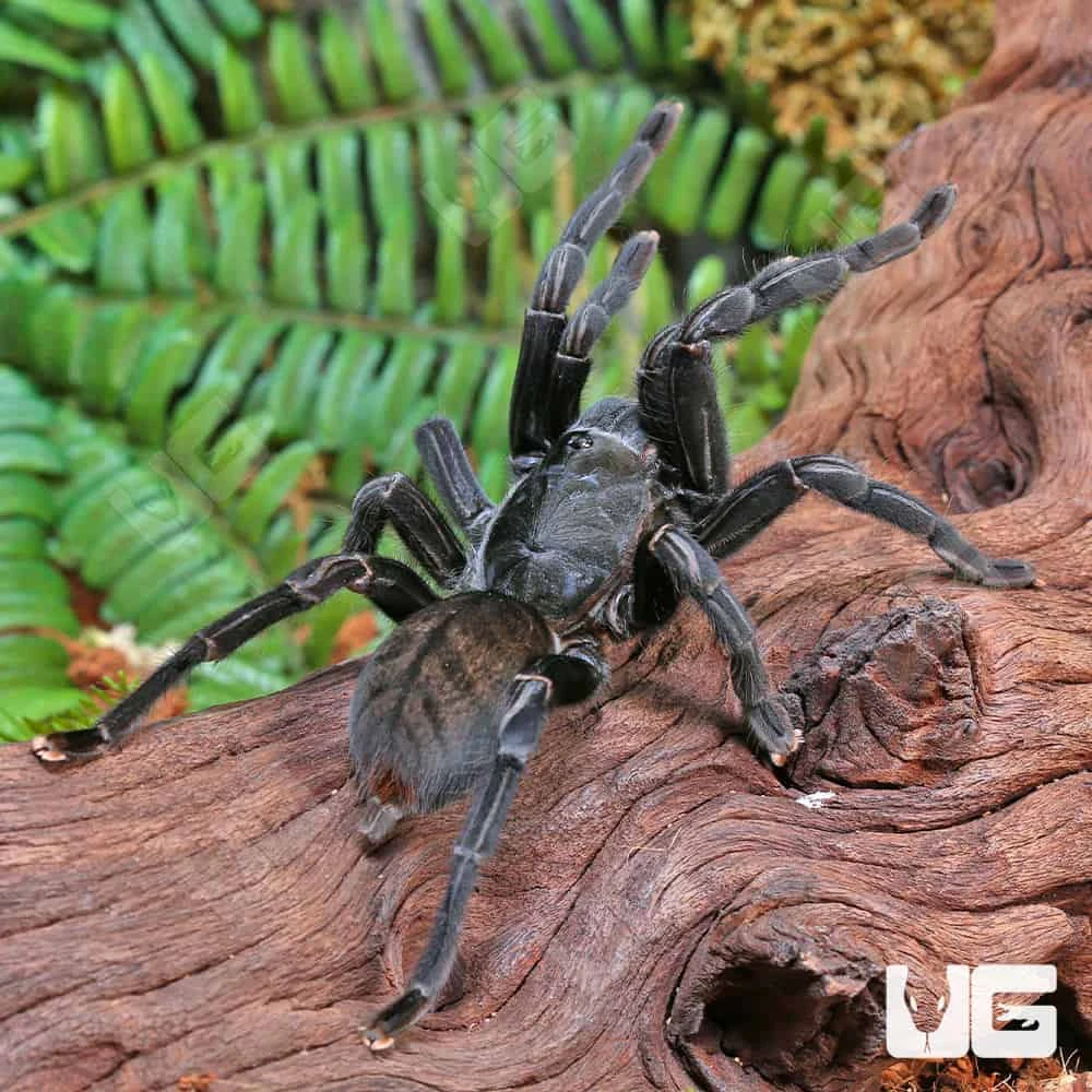 Female Thai Black Tarantula (5 – 6”) - Image 4