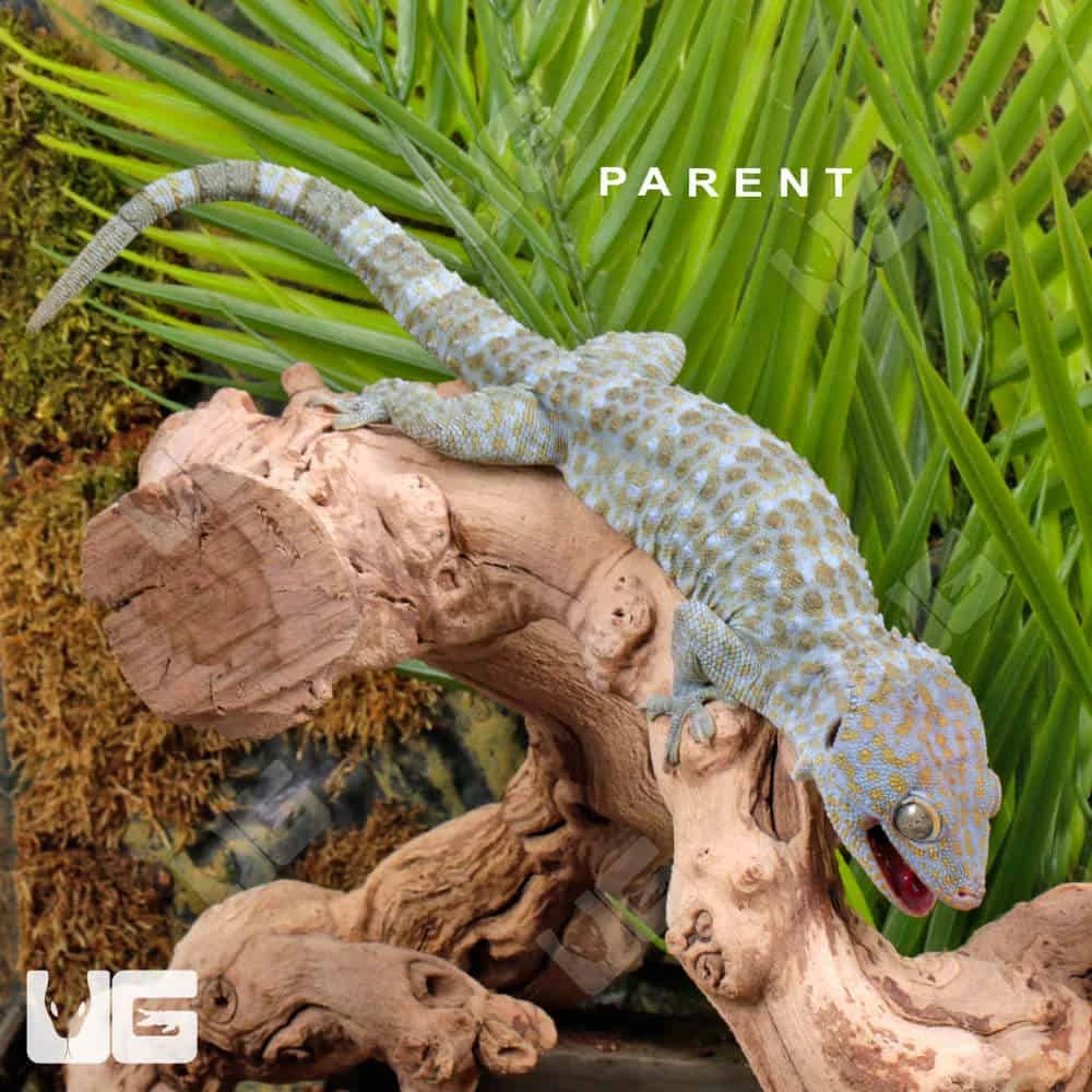 C.B. Baby Tokay Gecko - Image 5