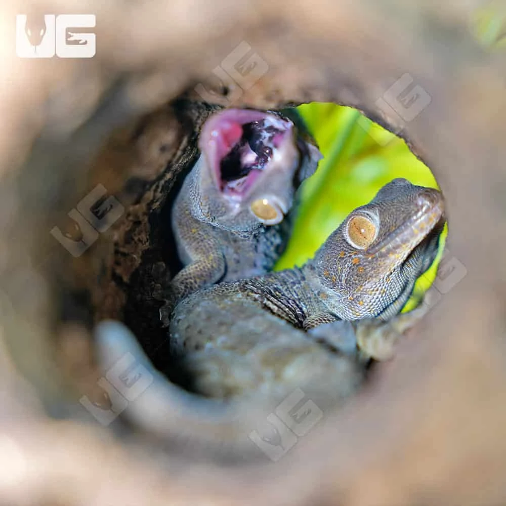 Green Codom Tokay Gecko Pair - Image 2