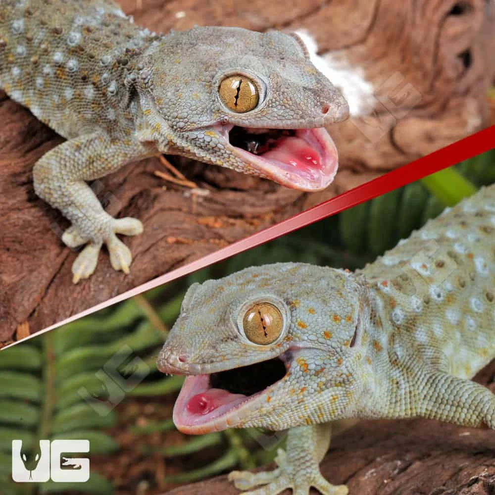 Green Codom Tokay Gecko Pair - Image 3