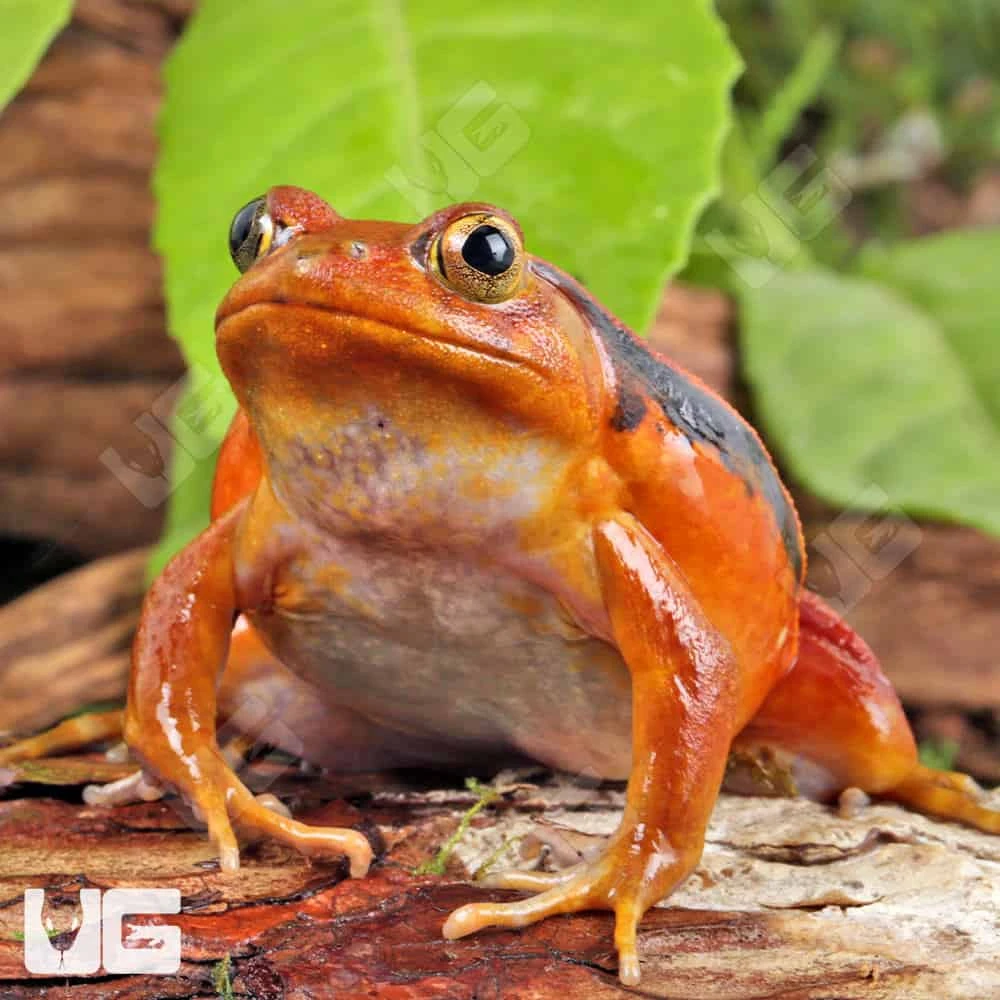 Tomato Frog - Image 2