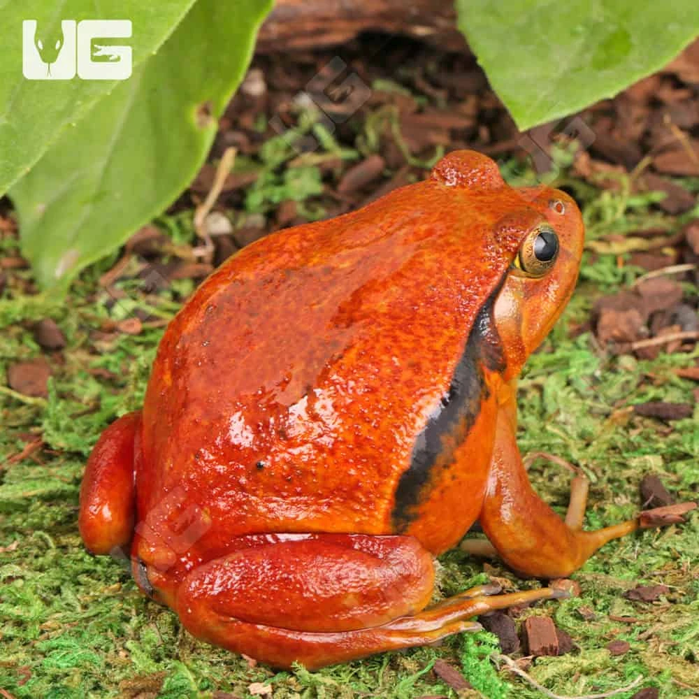 Tomato Frog - Image 3