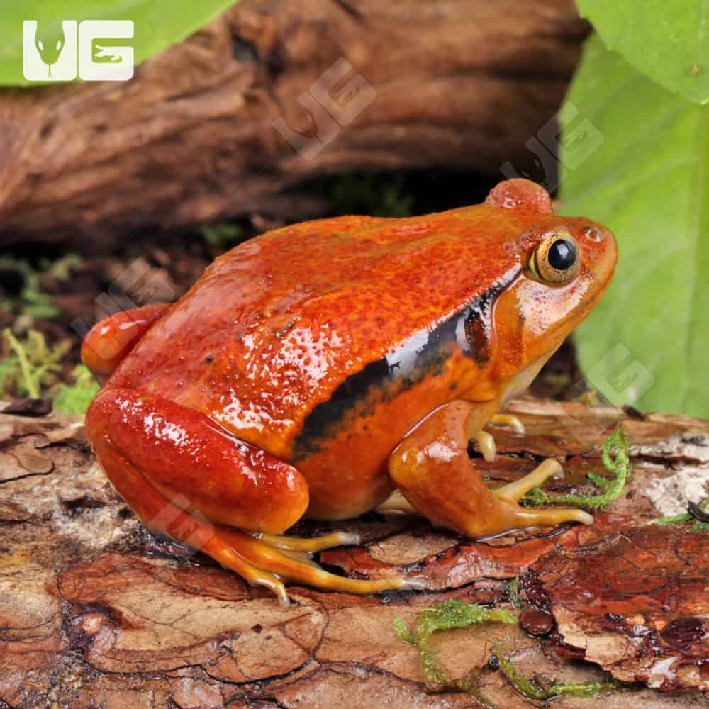 Tomato Frog - Image 4