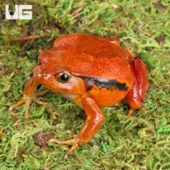 Tomato Frog