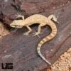 Tripoli Gecko