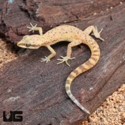 Tripoli Gecko