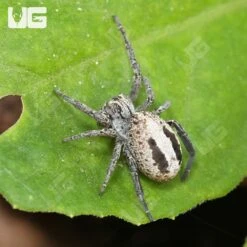 Striped Velvet Spider