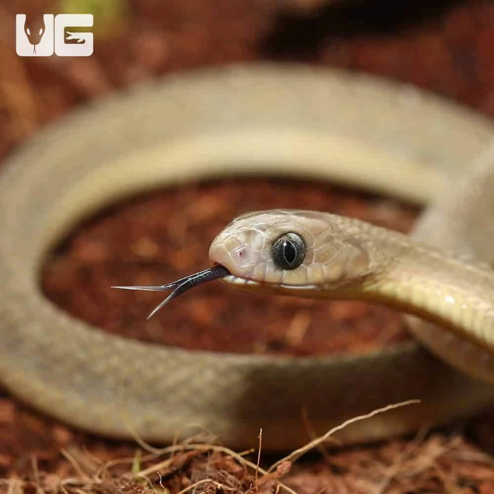 West African Egg Eating Snake - Image 2