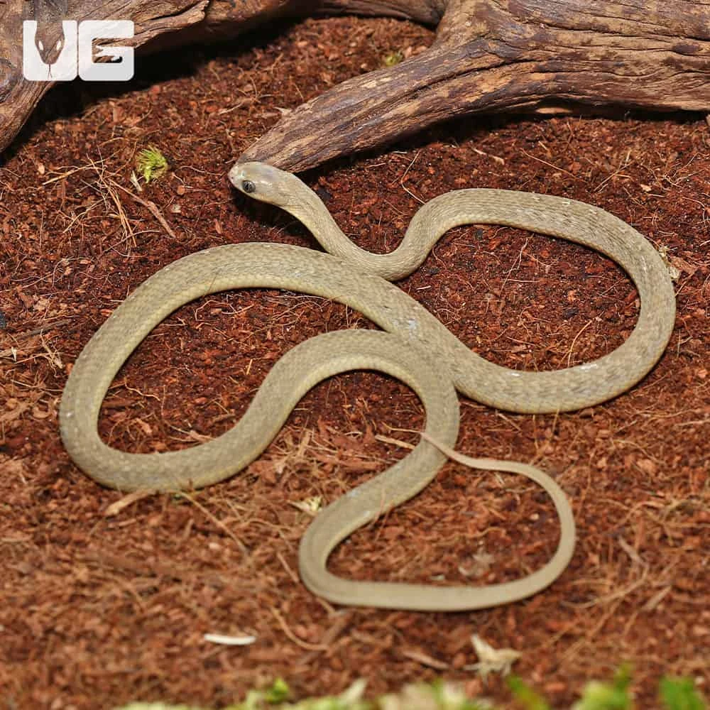 West African Egg Eating Snake - Image 3