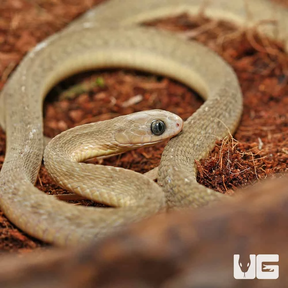 West African Egg Eating Snake - Image 4