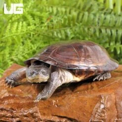 West African Mud Turtle