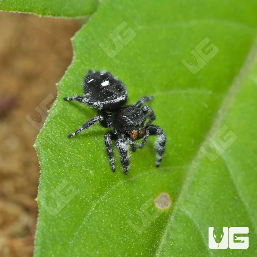 White Phase Bold Jumping Spider - Image 4