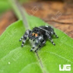 White Phase Bold Jumping Spider