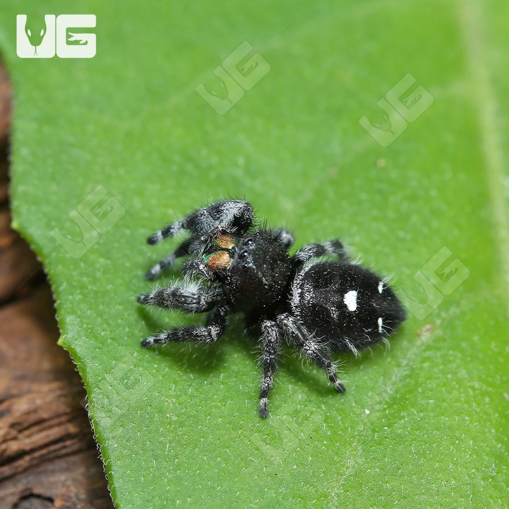 White Phase Bold Jumping Spider - Image 3