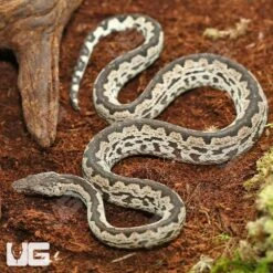 White San Isabel Island Ground Boa