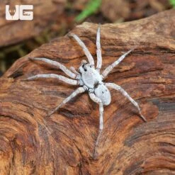 White Wolf Spider (1 – 1.5”)
